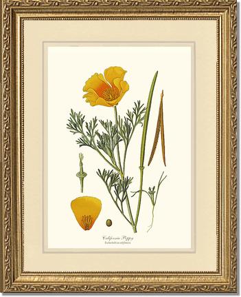 Poppy, California | Flower/Floral Art Print