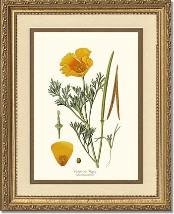 Poppy, California | Flower/Floral Art Print