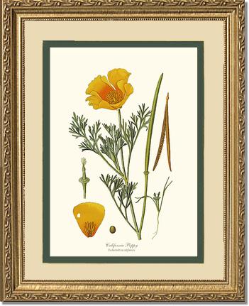 Poppy, California | Flower/Floral Art Print