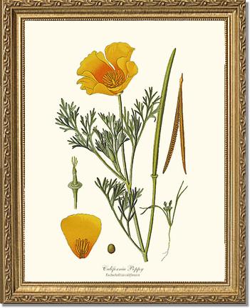 Poppy, California | Flower/Floral Art Print