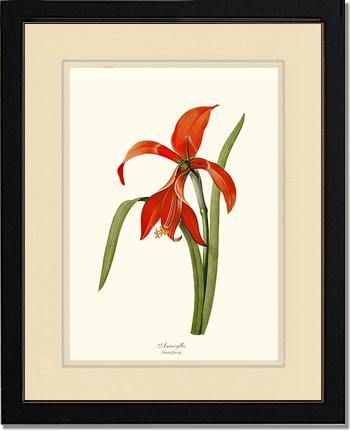 Amaryllis - Charting Nature