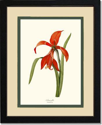 Amaryllis - Charting Nature