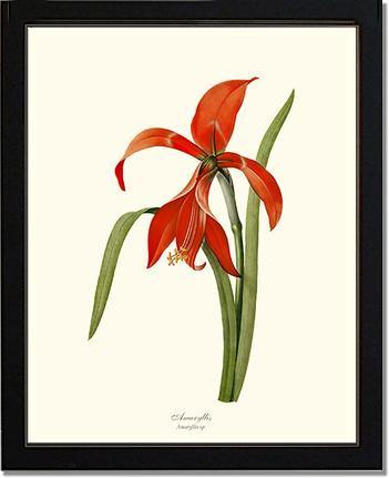 Amaryllis - Charting Nature