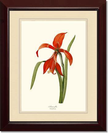Amaryllis - Charting Nature
