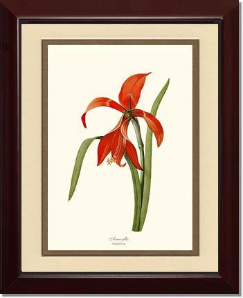 Amaryllis - Charting Nature