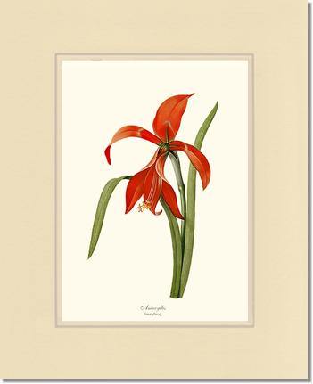 Amaryllis - Charting Nature