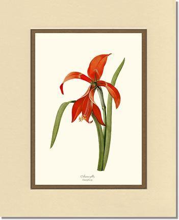 Amaryllis - Charting Nature