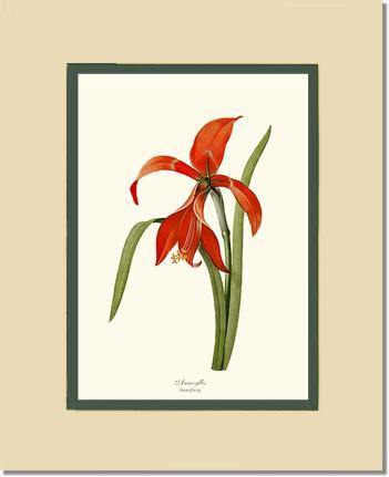 Amaryllis - Charting Nature
