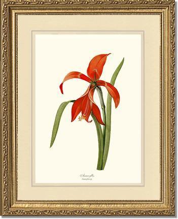 Amaryllis - Charting Nature