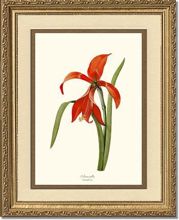 Amaryllis - Charting Nature