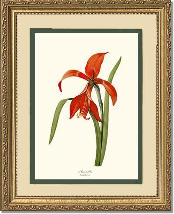 Amaryllis - Charting Nature