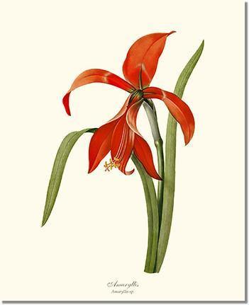 Amaryllis