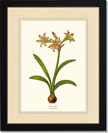 Amaryllis vittata - Charting Nature