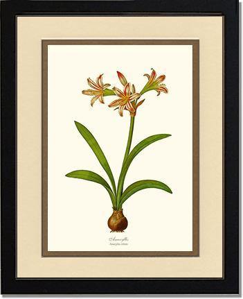Amaryllis vittata - Charting Nature