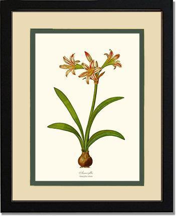 Amaryllis vittata - Charting Nature