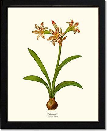 Amaryllis vittata - Charting Nature
