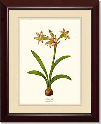 Amaryllis vittata - Charting Nature