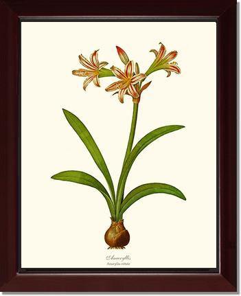 Amaryllis vittata - Charting Nature