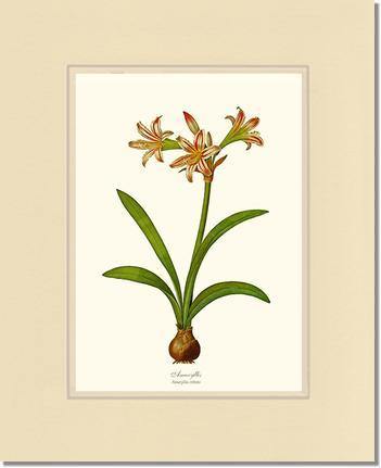 Amaryllis vittata - Charting Nature