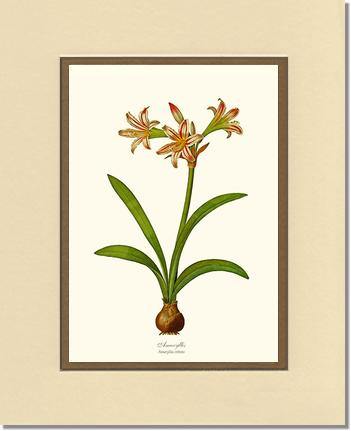Amaryllis vittata - Charting Nature