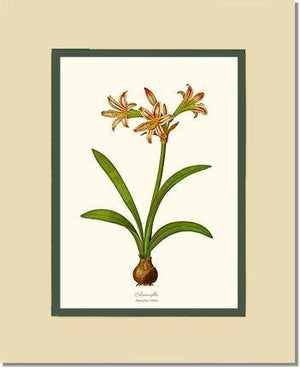 Amaryllis vittata - Charting Nature