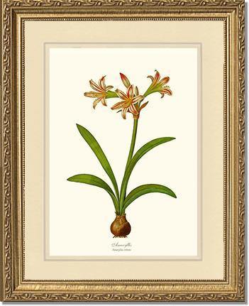Amaryllis vittata - Charting Nature