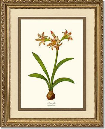 Amaryllis vittata - Charting Nature