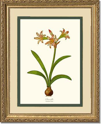 Amaryllis vittata - Charting Nature