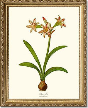 Amaryllis vittata - Charting Nature