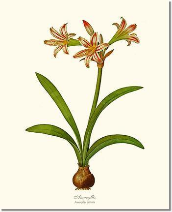 Amaryllis vittata