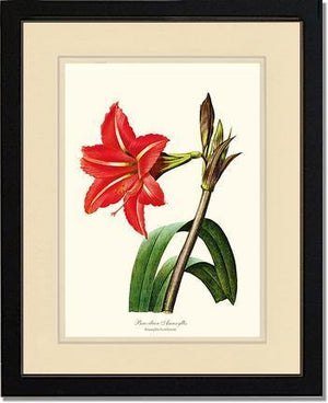 Amaryllis, Brazilian - Charting Nature