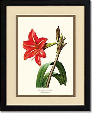 Amaryllis, Brazilian - Charting Nature