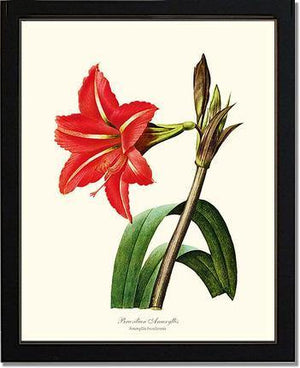 Amaryllis, Brazilian - Charting Nature