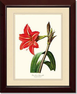 Amaryllis, Brazilian - Charting Nature