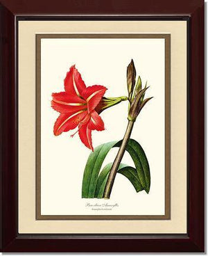 Amaryllis, Brazilian - Charting Nature