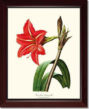 Amaryllis, Brazilian - Charting Nature