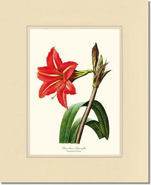 Amaryllis, Brazilian - Charting Nature