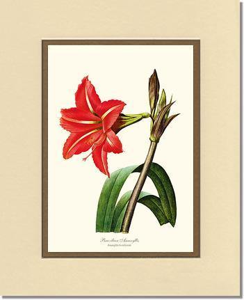 Limited 絵画 花 art アマリリス vintage flower 希少 Amaryllis, Brazilian: Vintage Botanical Flower/Floral Wall Art