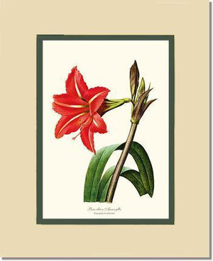 Amaryllis, Brazilian - Charting Nature