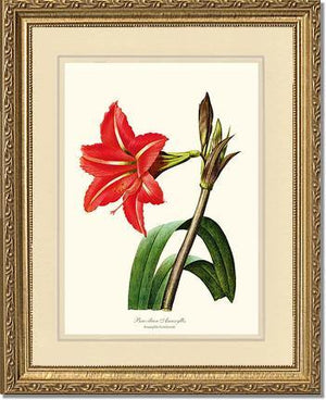 Amaryllis, Brazilian - Charting Nature