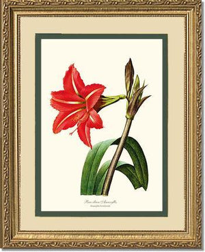 Amaryllis, Brazilian - Charting Nature