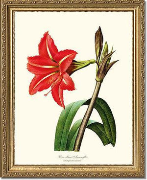 Amaryllis, Brazilian - Charting Nature