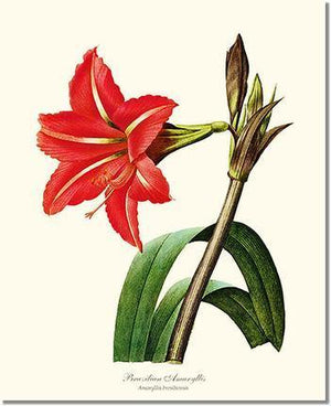 Amaryllis, Brazilian - Charting Nature