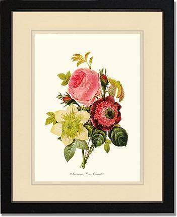 Anemone, Rose, Clematis - Charting Nature