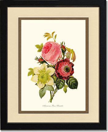 Anemone, Rose, Clematis - Charting Nature