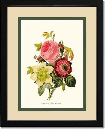 Anemone, Rose, Clematis - Charting Nature