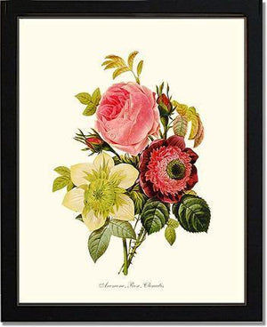 Anemone, Rose, Clematis - Charting Nature