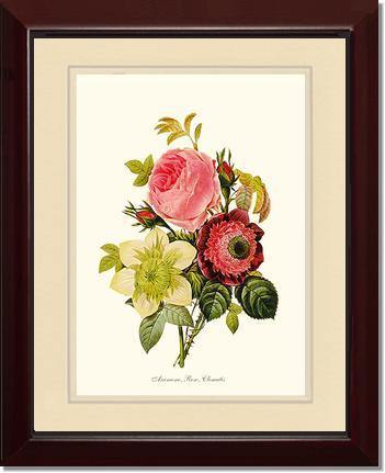 Anemone, Rose, Clematis - Charting Nature