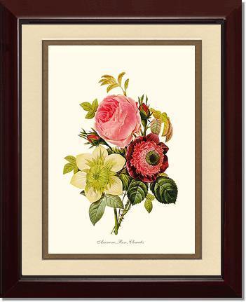 Anemone, Rose, Clematis - Charting Nature