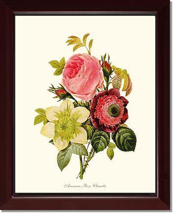 Anemone, Rose, Clematis - Charting Nature